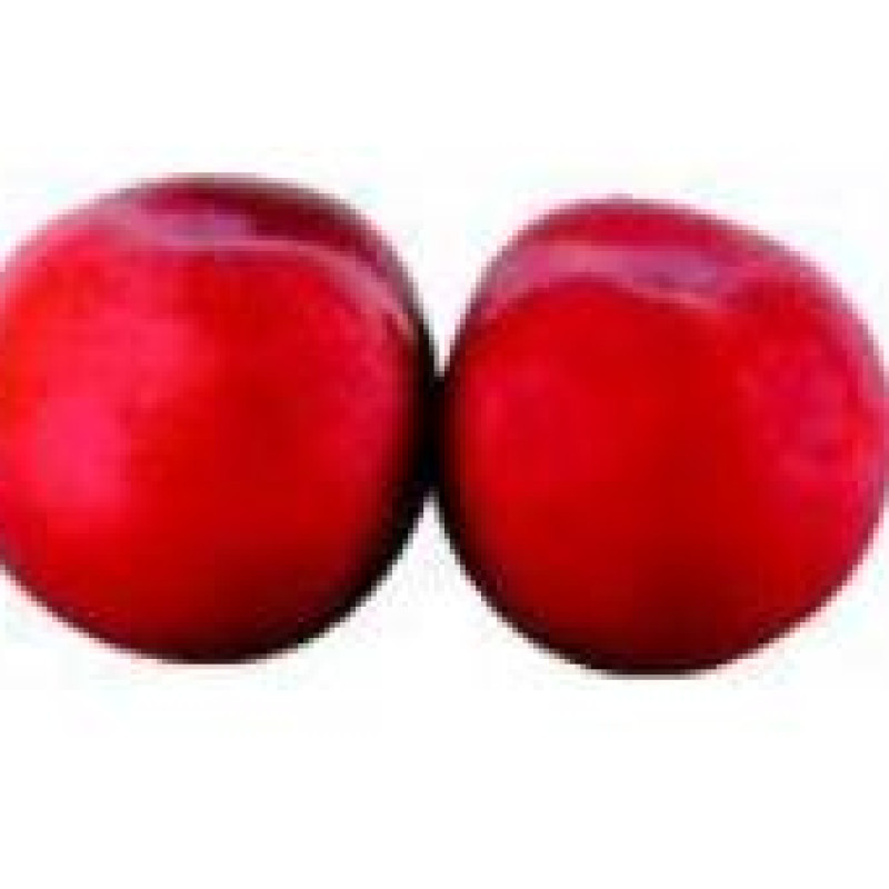 Red Plum- Large Red Plum- Large