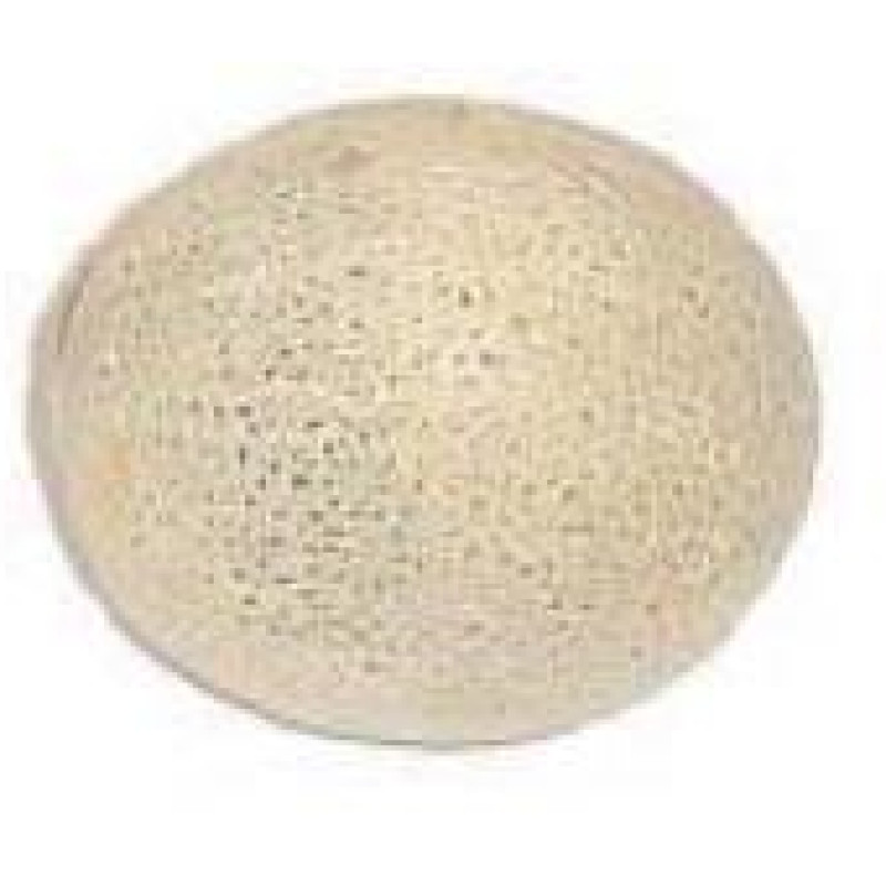 Fresh Cantaloupe Fresh Cantaloupe